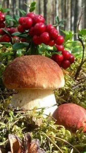 Будинок на березі гірської річки с. Гриньків Івано-Франківськ 3