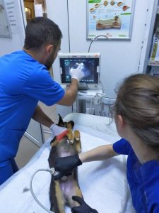 Ветеринарна клініка ОлВет на Бельведерська, 14 Івано-Франківськ 5
