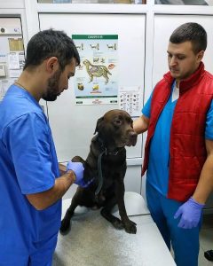 Ветеринарна клініка ОлВет на Гетьмана Мазепи, 183/1 Івано-Франківськ 5