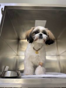 Ветеринарна клініка VetClinic Чернівці 10