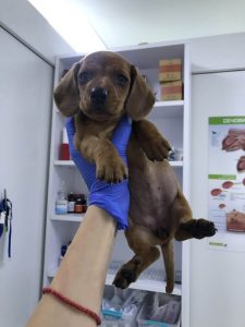 Ветеринарна клініка VetClinic Чернівці 5