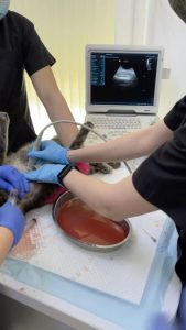 Ветеринарна клініка VetClinic Чернівці 4